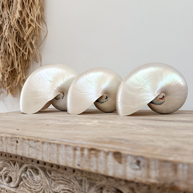 Authentic Rare Nautilus Shell - Polished Pearl