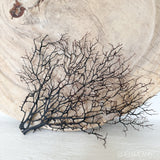 Authentic Coral Seafan Black - Natural