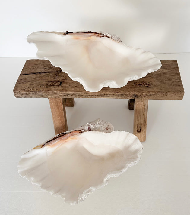 Authentic Clam Shell