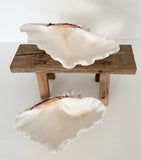 Authentic Clam Shell