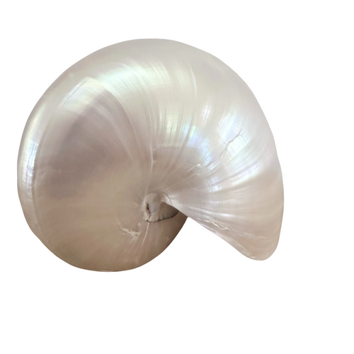 Authentic Rare Nautilus Shell - Polished Pearl