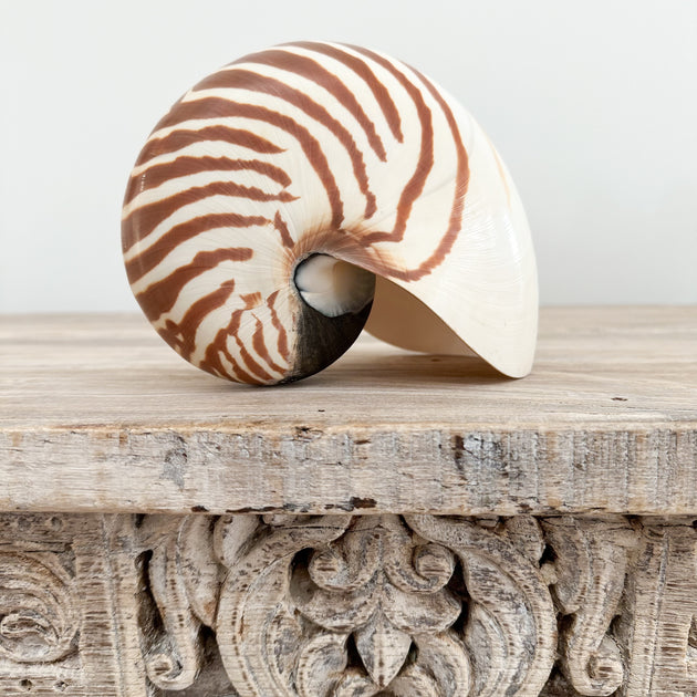Authentic Rare Nautilus Shell - Natural