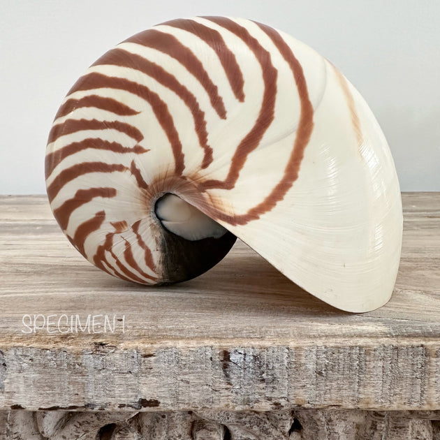 Authentic Rare Nautilus Shell - Natural