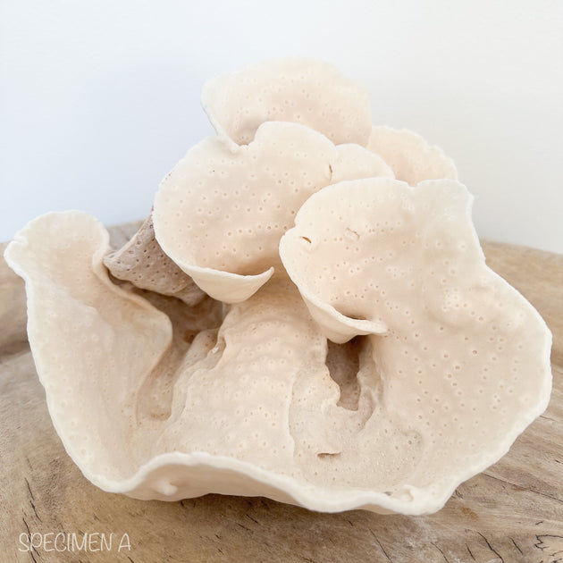Turban Vase Coral