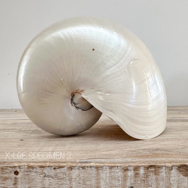 Authentic Rare Nautilus Shell - Polished Pearl
