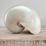 Authentic Rare Nautilus Shell - Polished Pearl