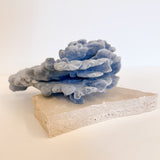 Blue Ridge Coral