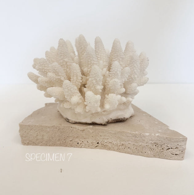 Authentic Coral Pieces - Finger Coral