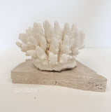 Authentic Coral Pieces - Finger Coral