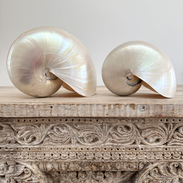 Authentic Rare Nautilus Shell - Polished Pearl