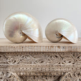 Authentic Rare Nautilus Shell - Polished Pearl