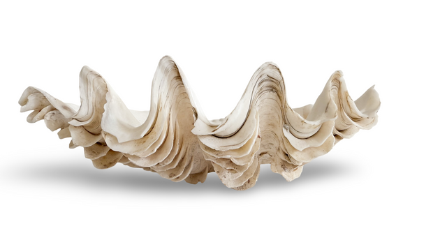 Mini Authentic Clam Shell