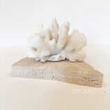 Authentic Coral Pieces - Cauliflower Coral