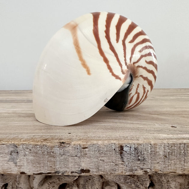 Authentic Rare Nautilus Shell - Natural