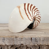 Authentic Rare Nautilus Shell - Natural