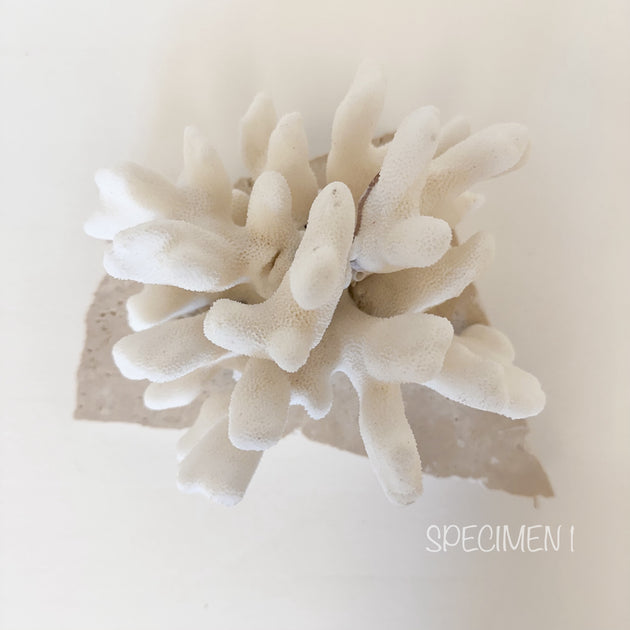 Authentic Coral Pieces - Cauliflower Coral