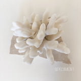 Authentic Coral Pieces - Cauliflower Coral