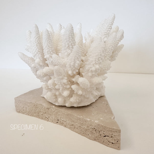 Authentic Coral Pieces - Finger Coral