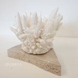 Authentic Coral Pieces - Finger Coral