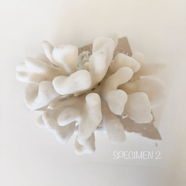 Authentic Coral Pieces - Cauliflower Coral