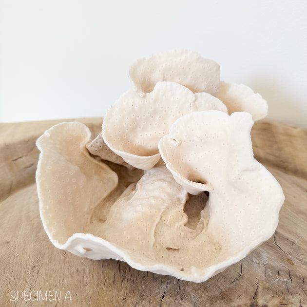 Turban Vase Coral