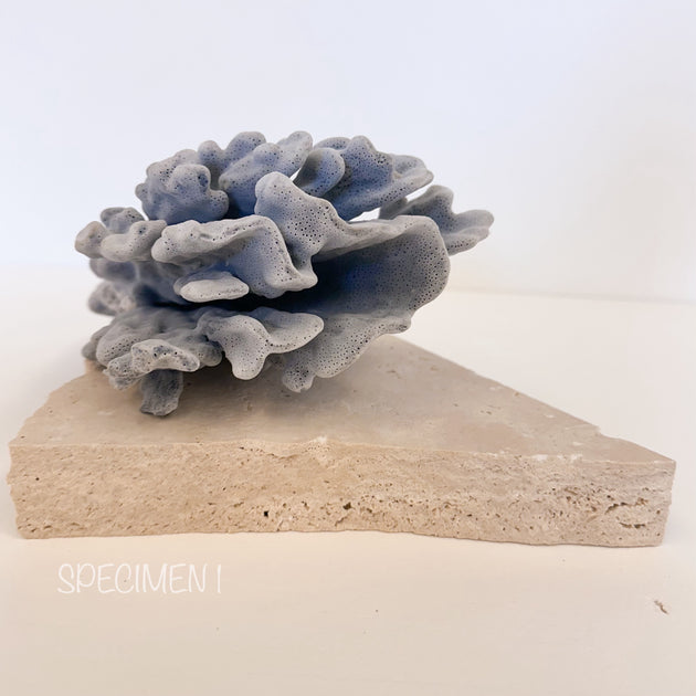 Blue Ridge Coral
