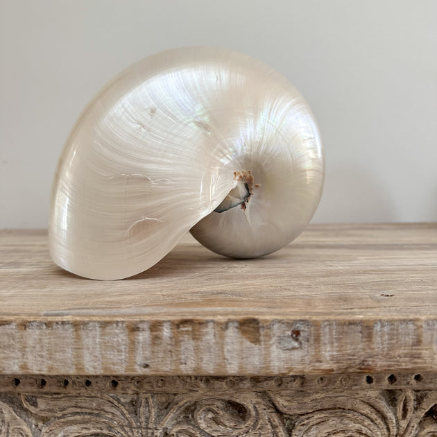 Authentic Rare Nautilus Shell - Polished Pearl