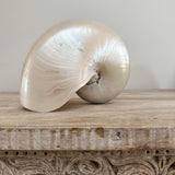 Authentic Rare Nautilus Shell - Polished Pearl