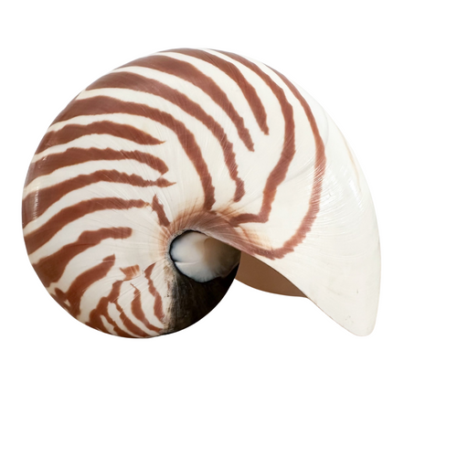 Authentic Rare Nautilus Shell - Natural