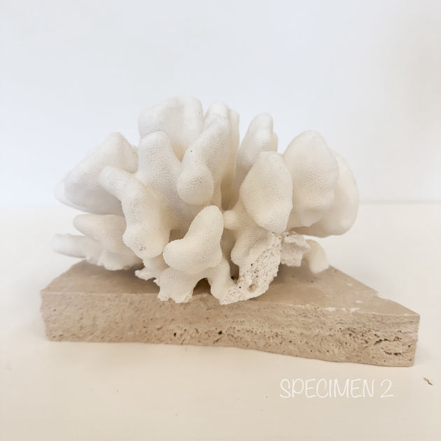 Authentic Coral Pieces - Cauliflower Coral