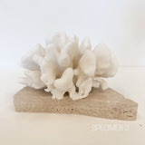 Authentic Coral Pieces - Cauliflower Coral