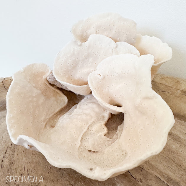 Turban Vase Coral