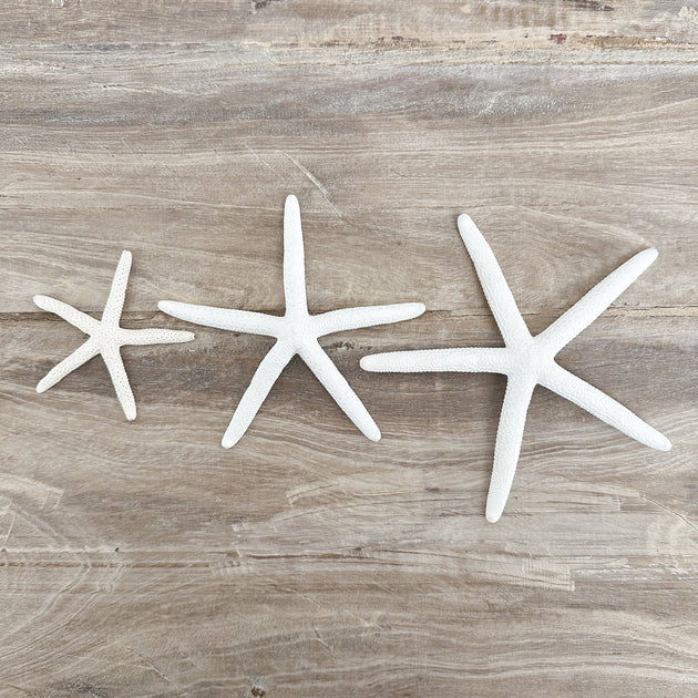 Finger Starfish
