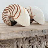 Authentic Rare Nautilus Shell - Natural