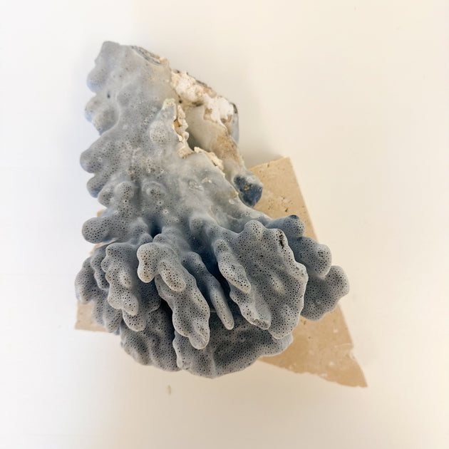 Blue Ridge Coral