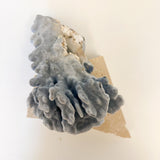 Blue Ridge Coral