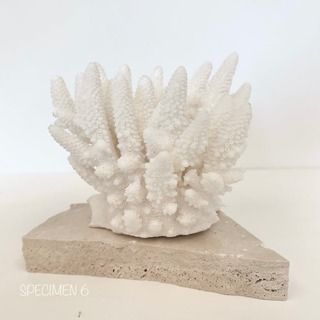 Authentic Coral Pieces - Finger Coral