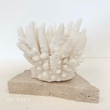 Authentic Coral Pieces - Finger Coral