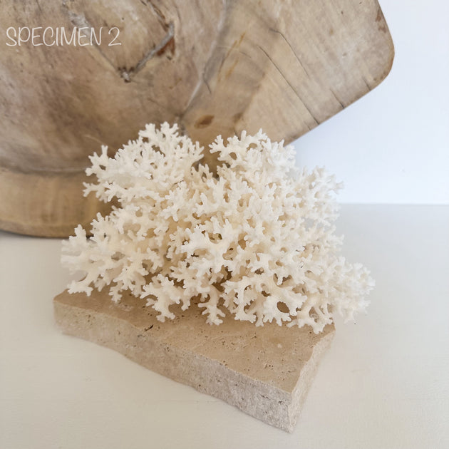Authentic Coral Pieces - Lace Coral