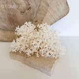 Authentic Coral Pieces - Lace Coral