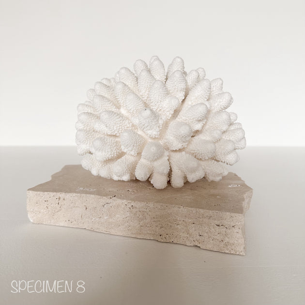Authentic Coral Pieces - Finger Coral
