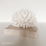 Authentic Coral Pieces - Finger Coral