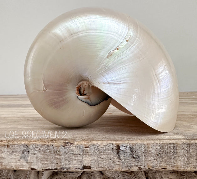 Authentic Rare Nautilus Shell - Polished Pearl