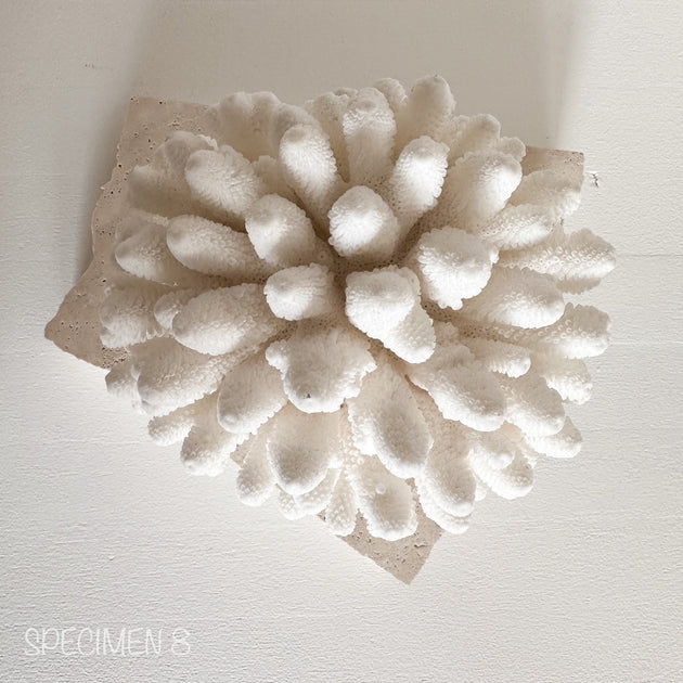 Authentic Coral Pieces - Finger Coral