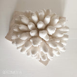 Authentic Coral Pieces - Finger Coral