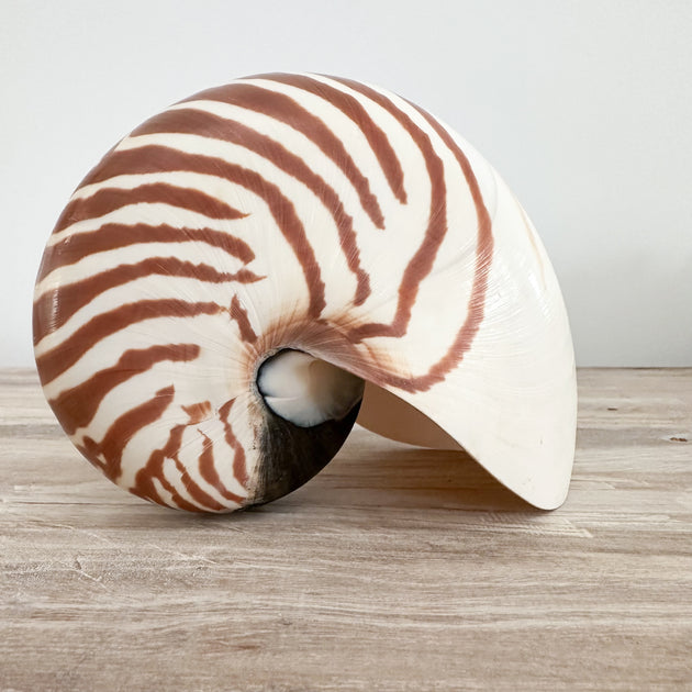 Authentic Rare Nautilus Shell - Natural