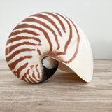 Authentic Rare Nautilus Shell - Natural