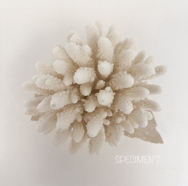 Authentic Coral Pieces - Finger Coral