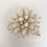 Authentic Coral Pieces - Finger Coral