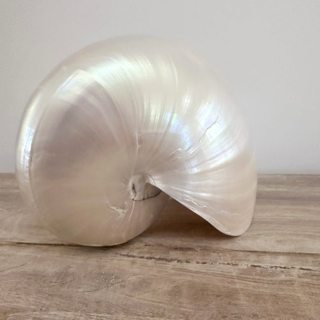 Authentic Rare Nautilus Shell - Polished Pearl